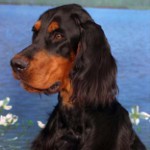 Schottischer Setzer (Gordon Setter)