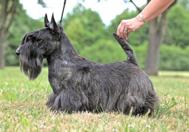 Scottish Terrier (Schottischer Terrier)