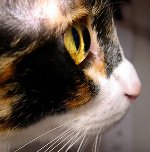 Die Augen einer Katze kriechen: was zu tun ist Die Augen einer Katze kriechen: was zu tun ist