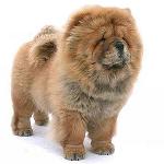 Chow Chow Dog: Eigenschaften und Pflege