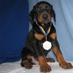 Hund Dobermann