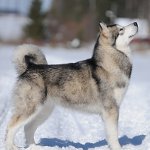 Malamute-Hund