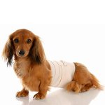 Hund nach der Operation: Pflegevorschriften