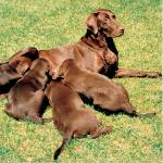 Hund nach der Geburt