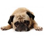 Der Hund jammert: was tun?