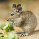 Inhalte von Degus
