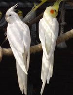 Der Inhalt der Papageien von Corella Der Inhalt der Papageien von Corella