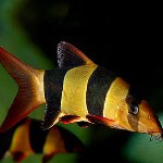 Inhalt der Fische: Botsiya Clown