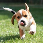 Mittel gegen Zecken für Hunde