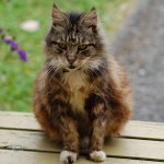 Alte Katzen: Merkmale der Pflege