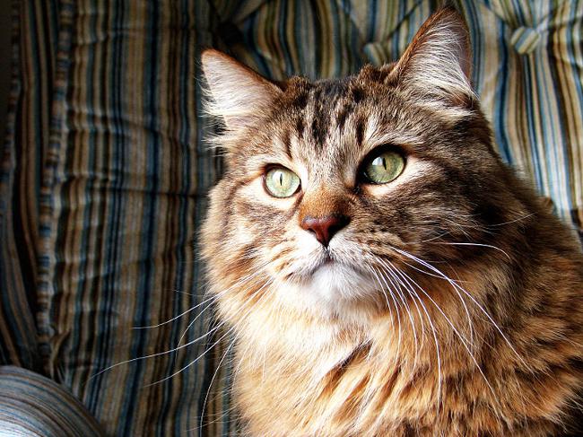 Alte Katzen: Merkmale der Pflege