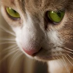Ringworm bei Katzen