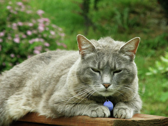 Ringworm bei Katzen