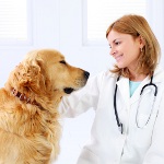 Krämpfe bei Hunden