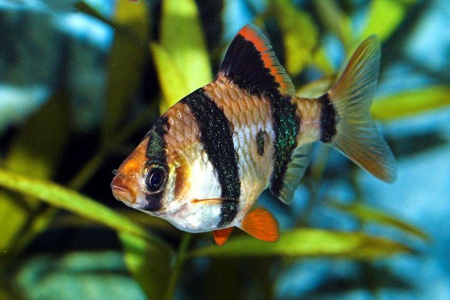 Sumatra Grill in Ihrem Aquarium
