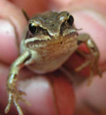 Sein eigener Prinzessin Frosch Sein eigener Prinzessin Frosch