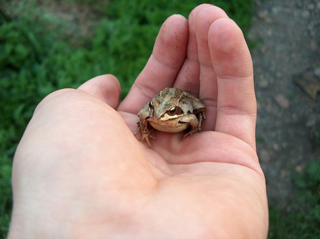 Sein eigener Prinzessin Frosch Sein eigener Prinzessin Frosch