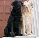 Hitze bei Hunden