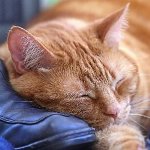 Toxoplasmose bei Katzen