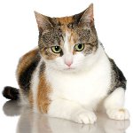 Dreifarbige Katzen