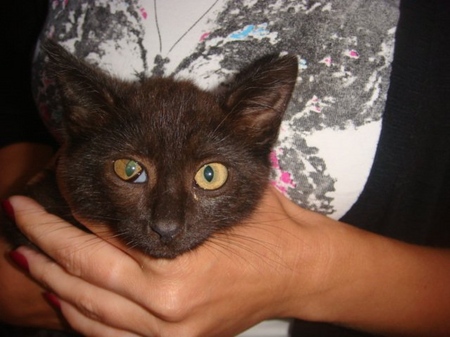 Das dritte Augenlid einer Katze: Ursachen, Symptome und Behandlung zu Hause