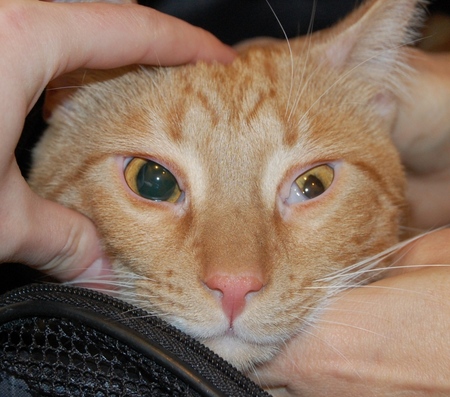 Das dritte Augenlid einer Katze: Ursachen, Symptome und Behandlung zu Hause