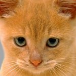 Katzen haben schwärende Augen: was zu tun ist
