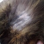 Die Katze hat Wolle