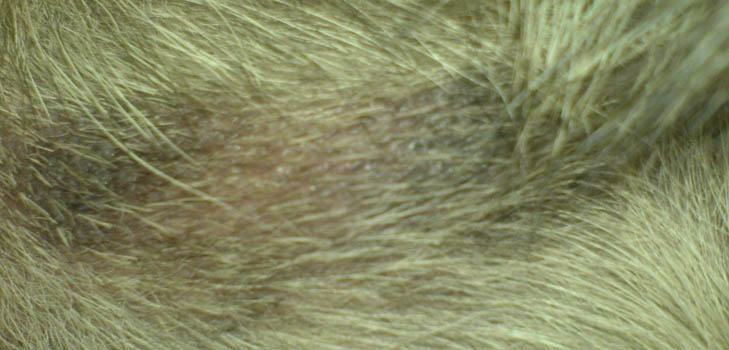 Der Hund hat Haarausfall: Ursachen und Behandlung