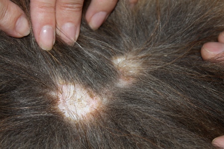 Der Hund hat Haarausfall: Ursachen und Behandlung