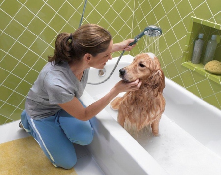 Der Hund hat Haarausfall: Ursachen und Behandlung