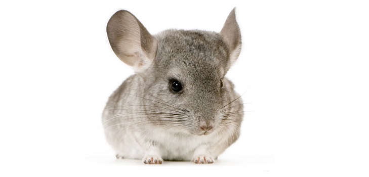 Pflege für Chinchillas zu Hause