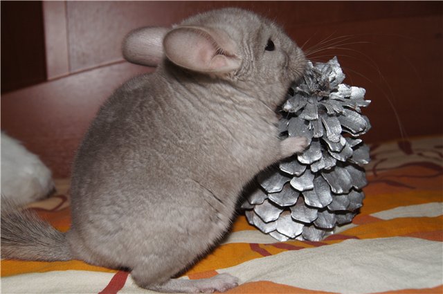 Was füttert man Chinchilla?