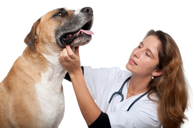 Euthanasie von Tieren Euthanasie von Tieren