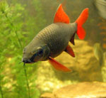 Das Aquarium installieren Das Aquarium installieren