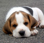 Impfung von Hunden