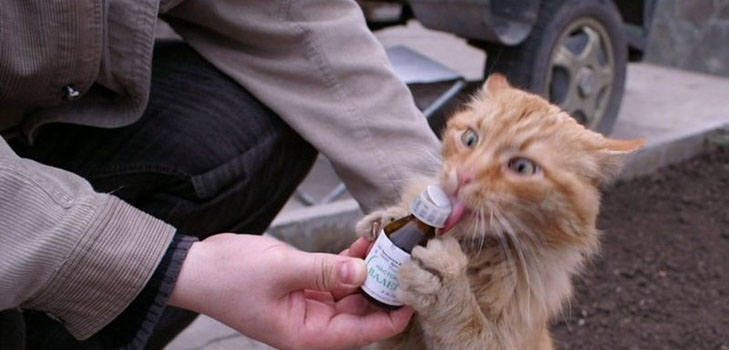 Baldrian für Katzen: Gefahren für den Besitzer