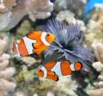 Arten von Aquarienfischen Arten von Aquarienfischen