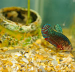Arten von Aquarien Arten von Aquarien
