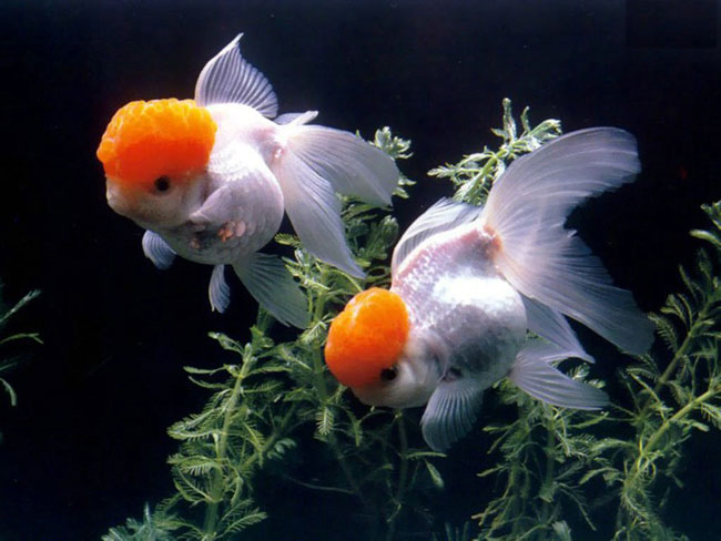 Arten von Aquarien