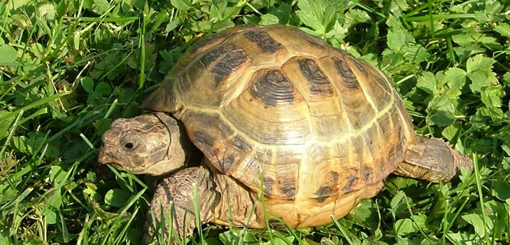 Arten von Schildkröten: Was müssen Sie sich merken, bevor Sie anfangen?
