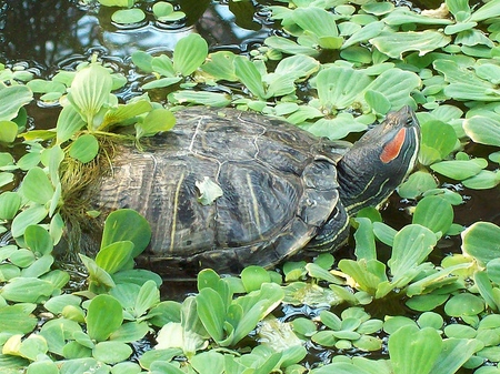 Arten von Schildkröten: Was müssen Sie sich merken, bevor Sie anfangen?