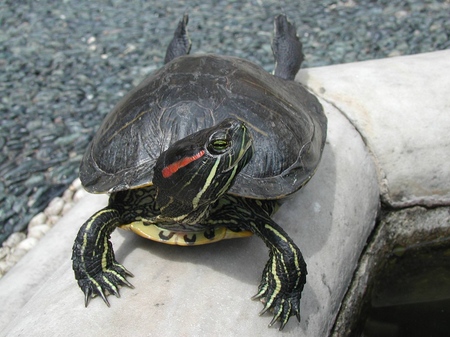 Arten von Schildkröten: Was müssen Sie sich merken, bevor Sie anfangen?
