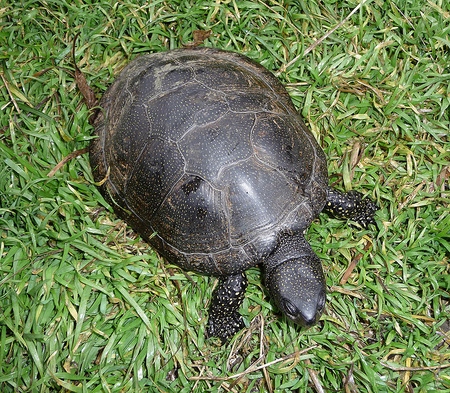 Arten von Schildkröten: Was müssen Sie sich merken, bevor Sie anfangen?
