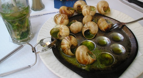 Traubenschnecke zu Hause: Basispflege-Empfehlungen