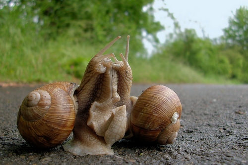 Traubenschnecke zu Hause: Basispflege-Empfehlungen