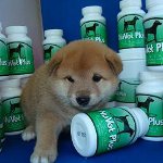 Vitamine für Hunde