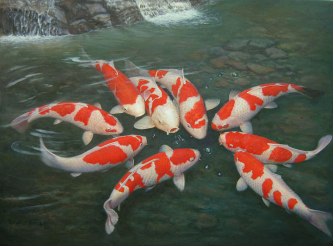 Japanischer Karpfen Koi Japanischer Karpfen Koi