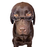 Die Sprache der Hunde: Wie kann man ein Haustier verstehen? Die Sprache der Hunde: Wie kann man ein Haustier verstehen?