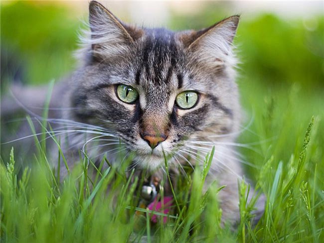 Warum fressen Katzen Gras?